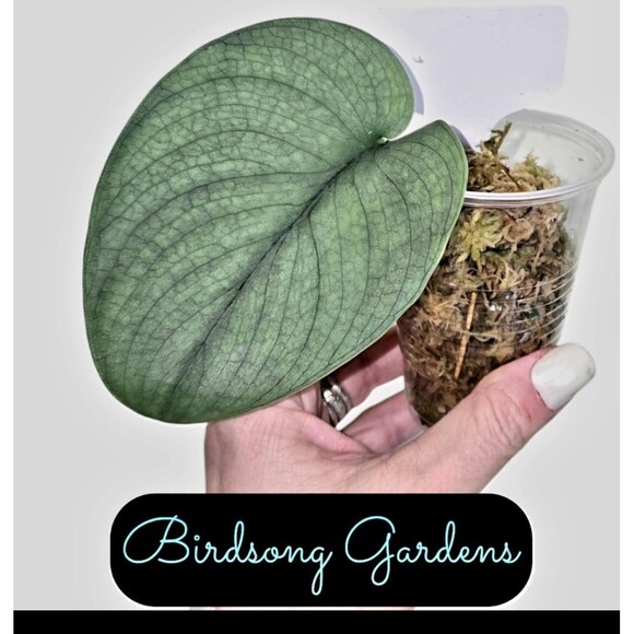 RARE Scindapsus Pictus Silver Hero Platinum Plant Cutting In Prop Cup - Picture 1 of 3